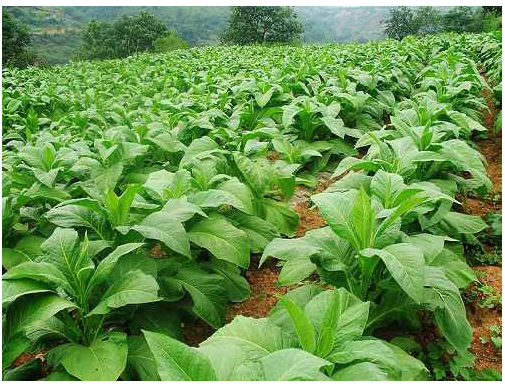 1513333499741353prLo.png blob.png