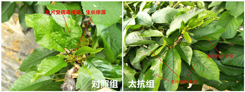 15277521866234103ZPc.png 圖片2.png