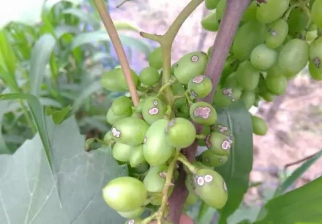 1554772435993847juhO.png 圖片4.png